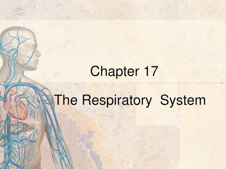 The Respiratory System