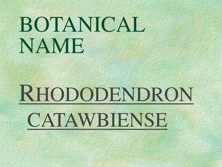 RHODODENDRON CATAWBIENSE