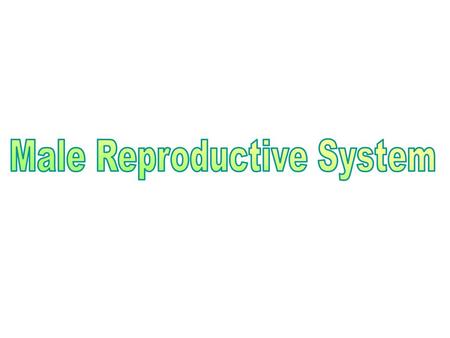 Male Reproductive System