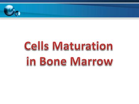 Cells Maturation in Bone Marrow.