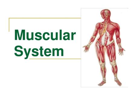 Muscular System.