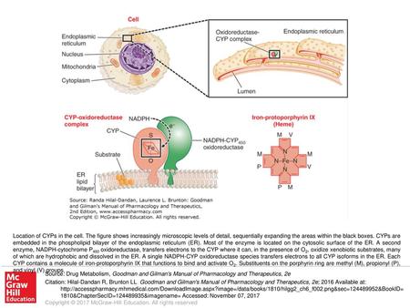 Location of CYPs in the cell