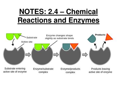 NOTES: 2.4 – Chemical Reactions and Enzymes