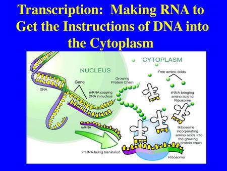 What is Transcription? Transcription is the transfer of genetic information from DNA into messengerRNA (mRNA). It occurs in the nucleus of the cell.