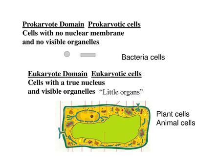 Prokaryote Domain  Prokaryotic cells