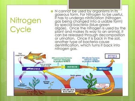 Nitrogen Cycle N cannot be used by organisms in its gaseous form. For Nitrogen to be useful, it has to undergo nitrification (Nitrogen gas being changed.