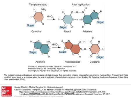 The mutagen nitrous acid replaces amino groups with keto groups, thus converting cytosine into uracil or adenine into hypoxanthine. The pairing of these.