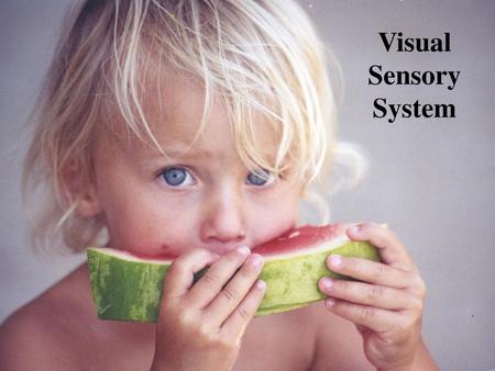 Visual Sensory System.