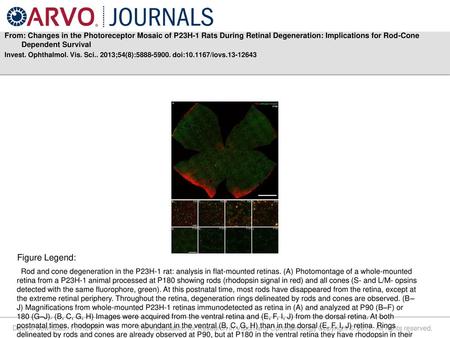 From: Changes in the Photoreceptor Mosaic of P23H-1 Rats During Retinal Degeneration: Implications for Rod-Cone Dependent Survival Invest. Ophthalmol.