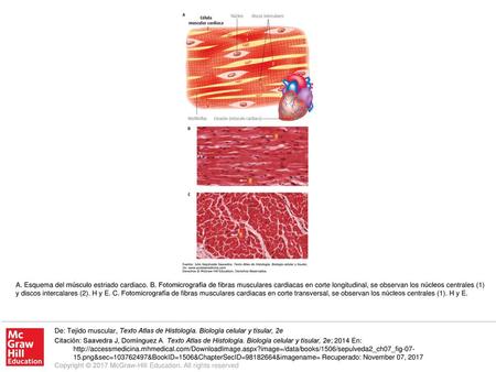 A. Esquema del músculo estriado cardiaco. B