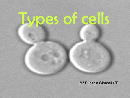 Types of cells Mª Eugenia Gibanel 4ºB.