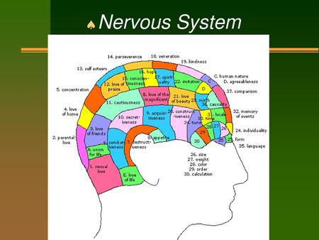 Nervous System.