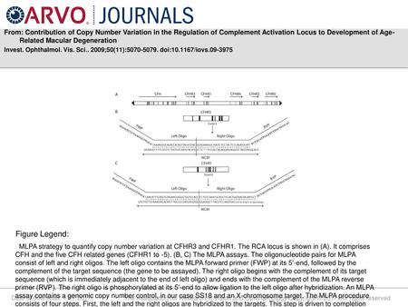 From: Contribution of Copy Number Variation in the Regulation of Complement Activation Locus to Development of Age-Related Macular Degeneration Invest.