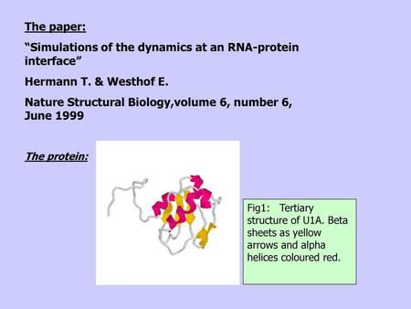 “Simulations of the dynamics at an RNA-protein interface”