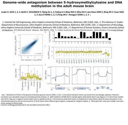 Genome-wide antagonism between 5-hydroxymethylcytosine and DNA methylation in the adult mouse brain Junjie U. GUO 1, 2, 3 ;Keith E. SZULWACH 4 ;Yijing.