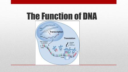 The Function of DNA.