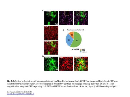 Fig. 2. Infection by lentivirus