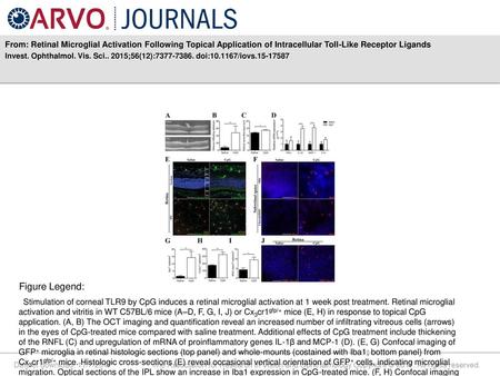 From: Retinal Microglial Activation Following Topical Application of Intracellular Toll-Like Receptor Ligands Invest. Ophthalmol. Vis. Sci.. 2015;56(12):7377-7386.