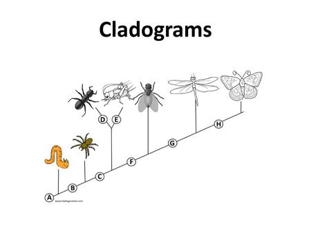 Cladograms.