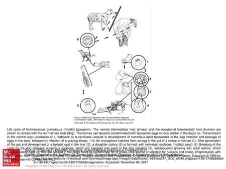 Life cycle of Echinococcus granulosus (hydatid tapeworm)