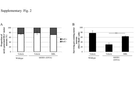 Supplementary Fig. 2 A B ** newly generated ISL1+ motor neurons (%)