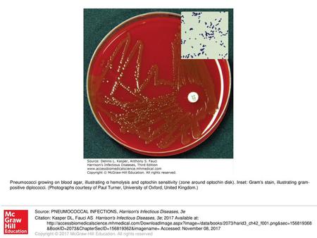 Pneumococci growing on blood agar, illustrating α hemolysis and optochin sensitivity (zone around optochin disk). Inset: Gram’s stain, illustrating gram-positive.