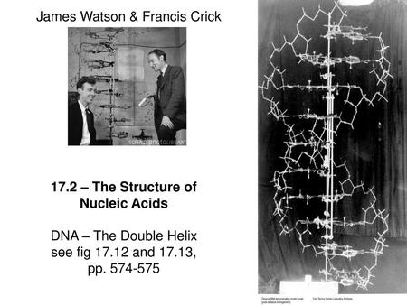 James Watson & Francis Crick