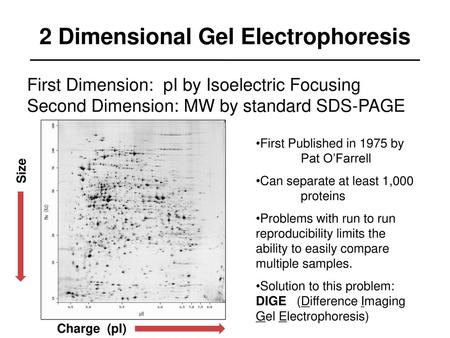 2 Dimensional Gel Electrophoresis