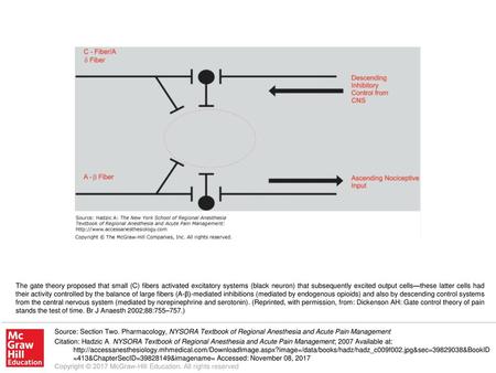 The gate theory proposed that small (C) fibers activated excitatory systems (black neuron) that subsequently excited output cells—these latter cells had.