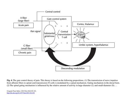 Fig. 4. The gate control theory of pain