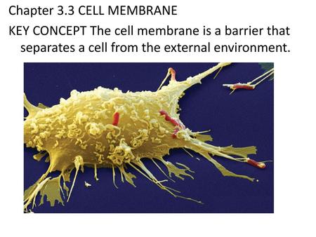 Chapter 3.3 CELL MEMBRANE KEY CONCEPT The cell membrane is a barrier that separates a cell from the external environment.