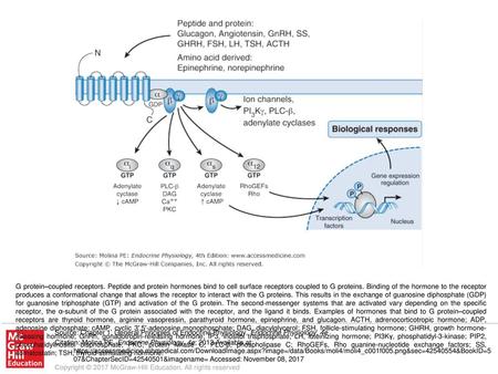 G protein–coupled receptors