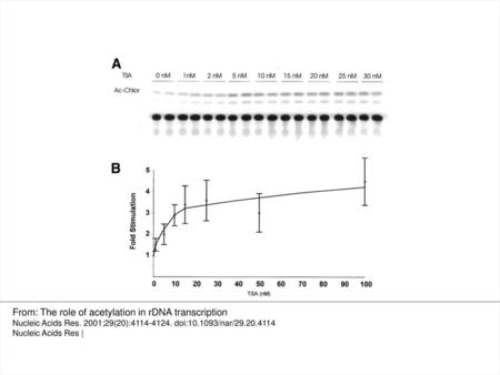 From: The role of acetylation in rDNA transcription