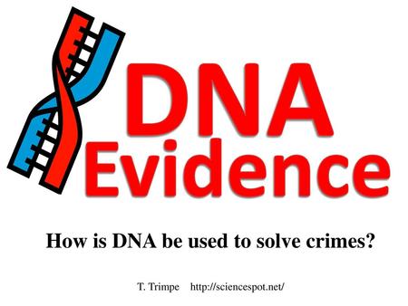 How is DNA be used to solve crimes? T. Trimpe