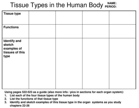 Tissue Types in the Human Body