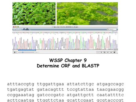 Determine ORF and BLASTP