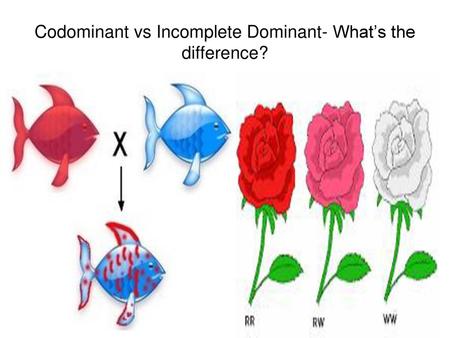 Codominant vs Incomplete Dominant- What’s the difference?