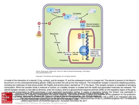 A model of the interaction of a steroid, S (eg, cortisol), and its receptor, R, and the subsequent events in a target cell. The steroid is present in the.