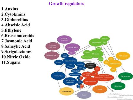 Growth regulators Auxins Cytokinins Gibberellins Abscisic Acid