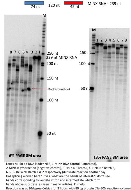 MINX RNA nt 120 nt 74 nt 45 nt M M   250 nt 150 nt 239 nt MINX RNA