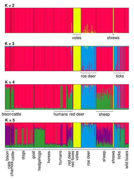 K = 2 voles shrews K = 3 roe deer ticks K = 4 bison cattle humans