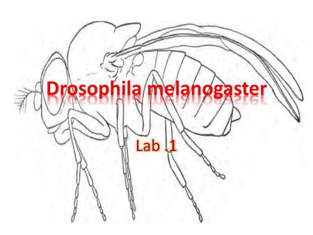 Drosophila melanogaster