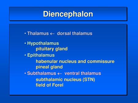 Diencephalon Thalamus  dorsal thalamus Hypothalamus pituitary gland