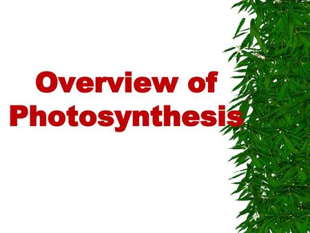 Overview of Photosynthesis