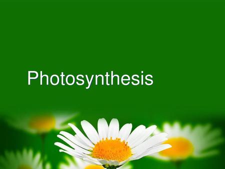 Photosynthesis.