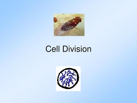 Cell Division This is a title slide for this presentation.