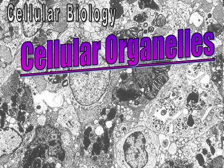 Cellular Biology Cellular Organelles.