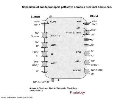 Schematic of solute transport pathways across a proximal tubule cell.