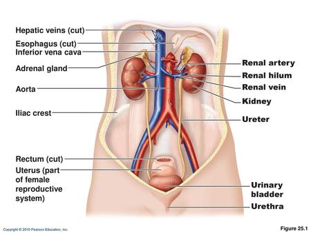 Hepatic veins (cut) Esophagus (cut) Inferior vena cava Renal artery