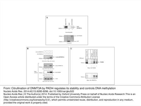 Figure 1. DNMT3A interacts with the histone deiminase PADI4